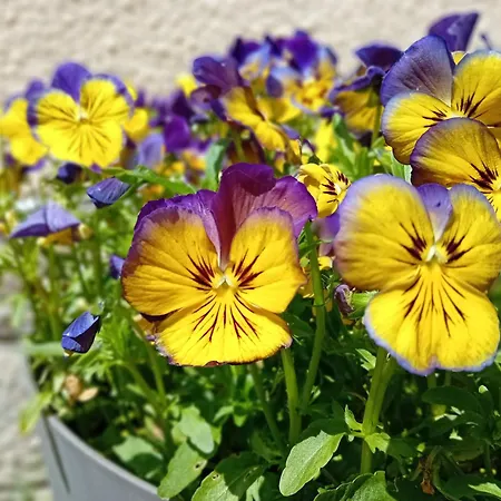 Domaine De Marchal - Le Balcon Du Parc - Tente Eco-lodge *