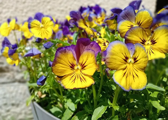 Domaine De Marchal - Le Balcon Du Parc - Tente Eco-lodge *